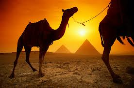 pyramid and camels sunset