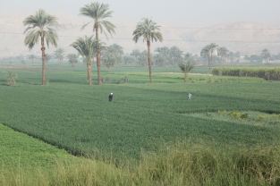 Luxor fields