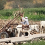 Luxor man and donkey cart