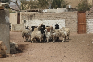 Dahab herded the sheep