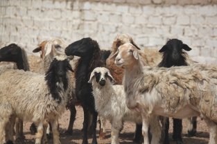 The sheep rule the streets in Dahab